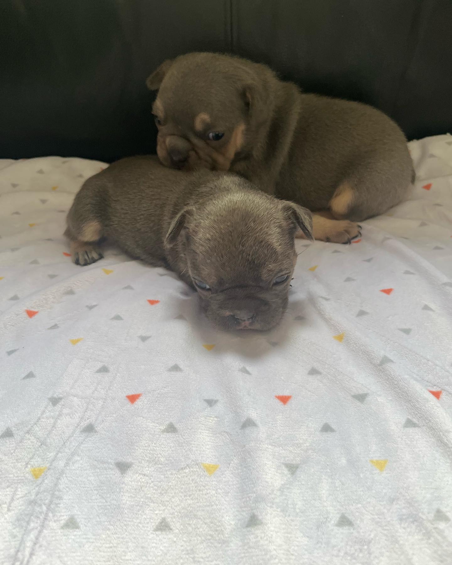 Two young French Bulldog puppies nestled together on tidy white bedding with colourful triangles