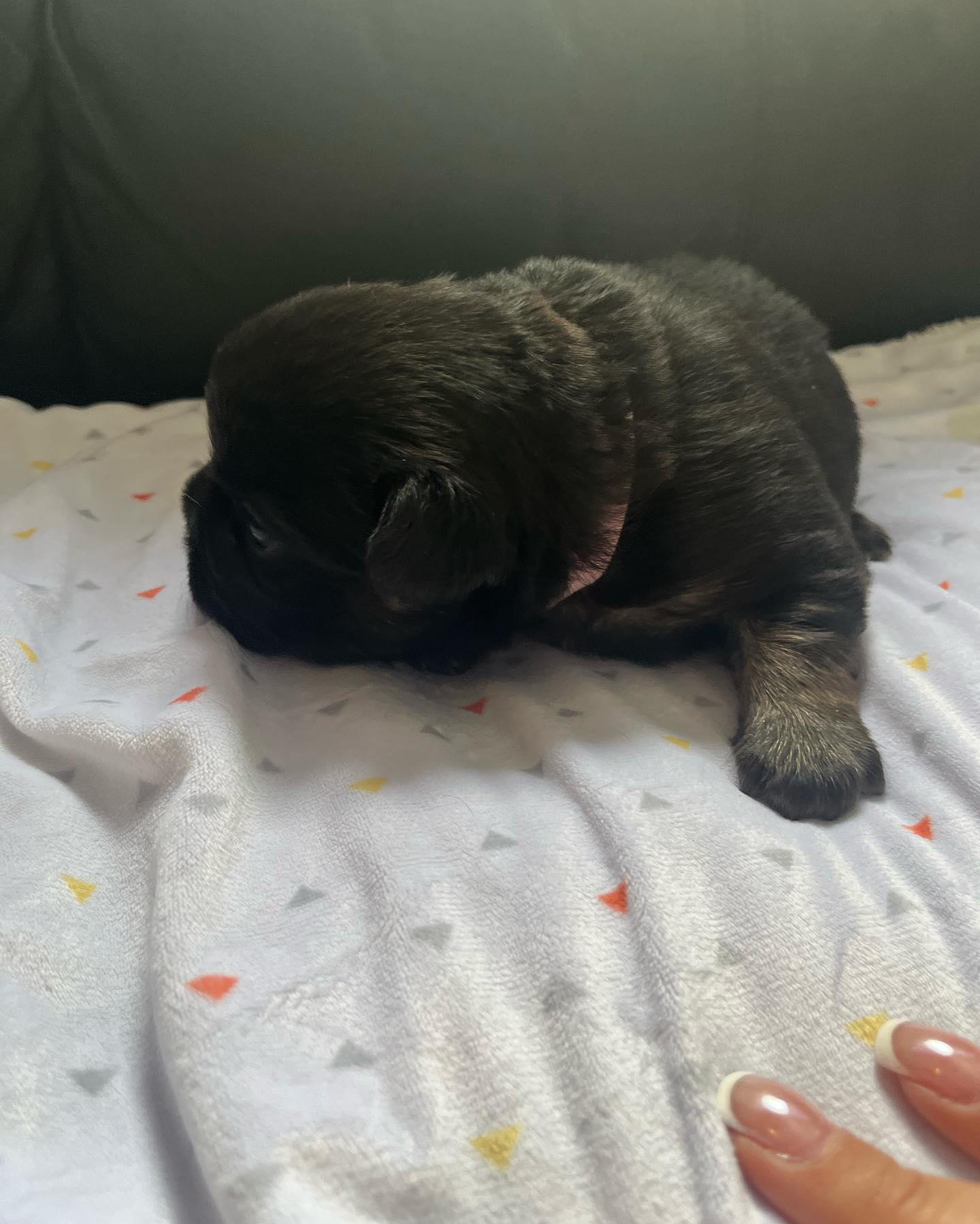 A dark-coated French Bulldog puppy resting on tidy white patterned bedding