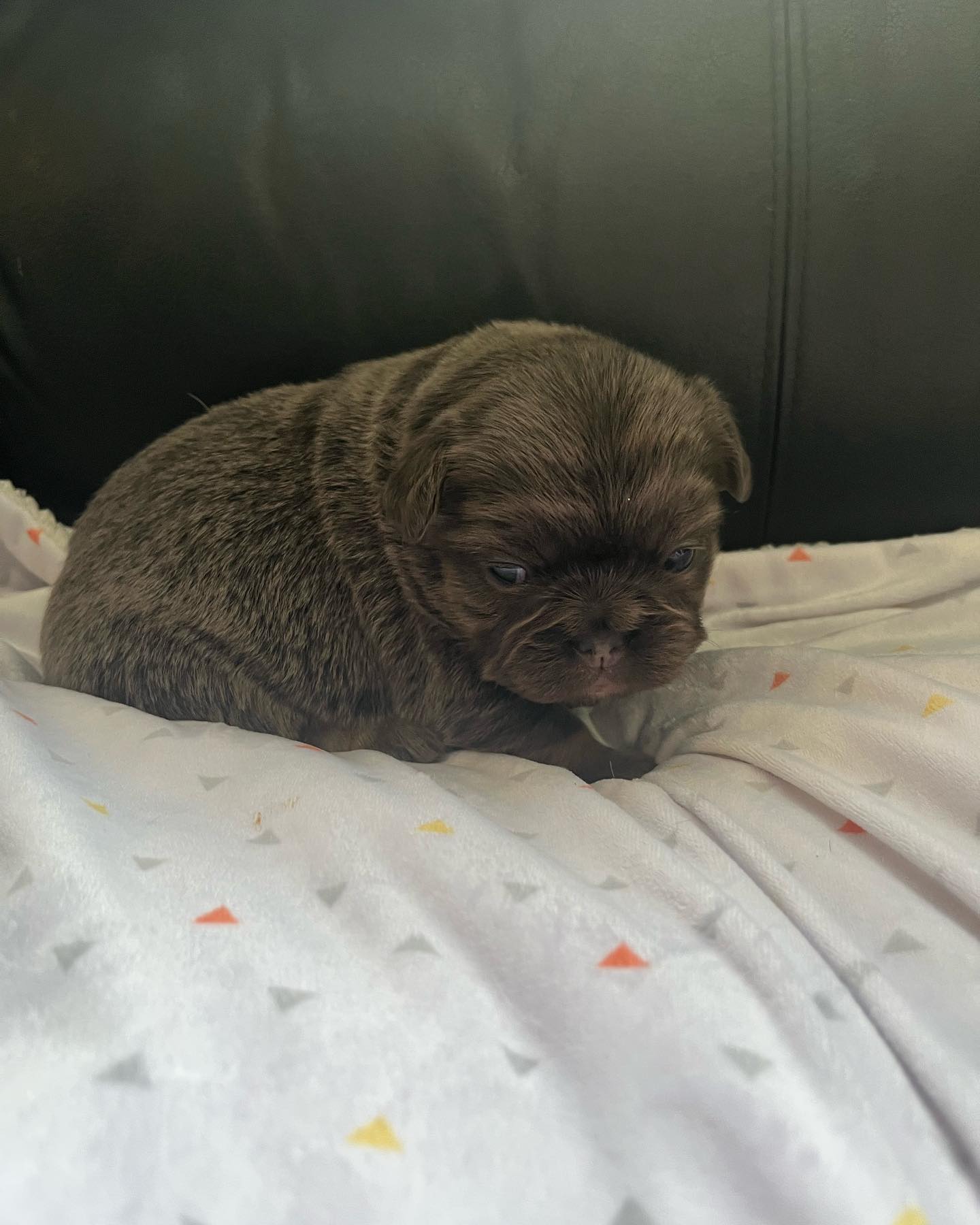 A small brown fluffy French Bulldog puppy resting on soft white patterned bedding