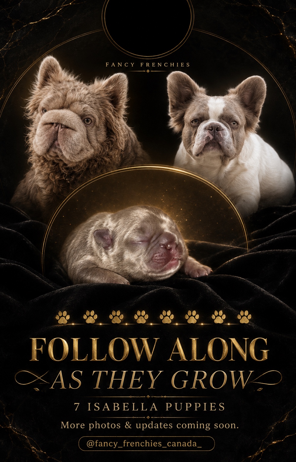 Fancy Frenchies parents and newborn puppy announcement: follow along as they grow