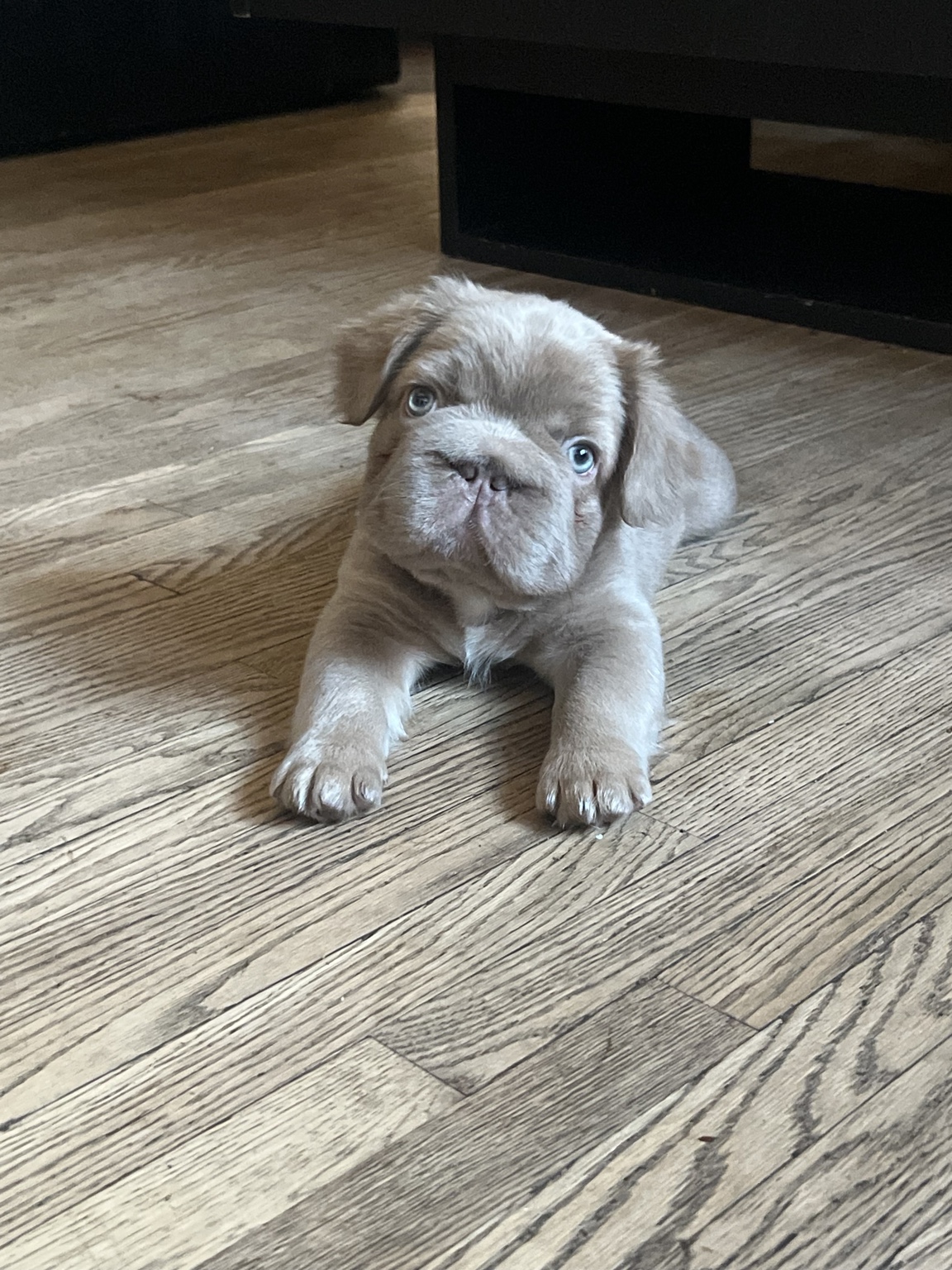 Teddy
